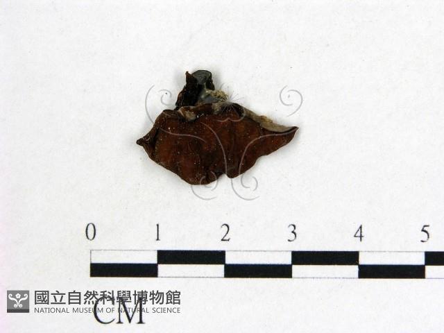 登錄號:F0008996藏品圖，第1張