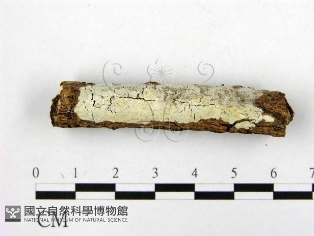 顯絲菌屬藏品圖，第1張