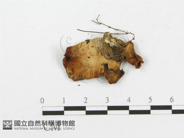 登錄號:F0000996藏品圖，第1張