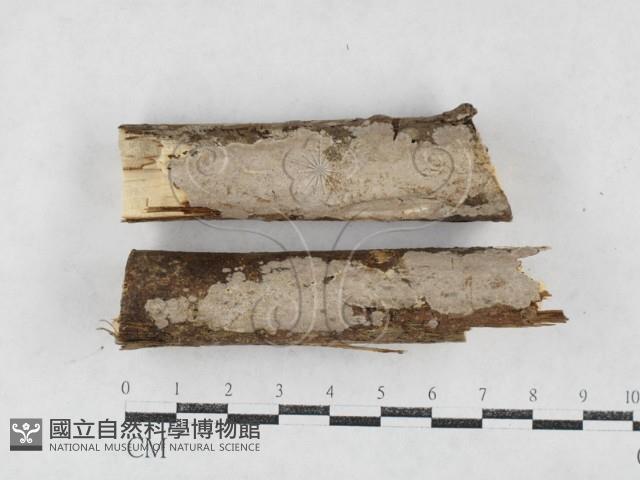 刺皮菌屬藏品圖，第1張