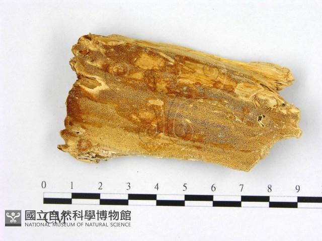 登錄號:F0006996藏品圖，第1張