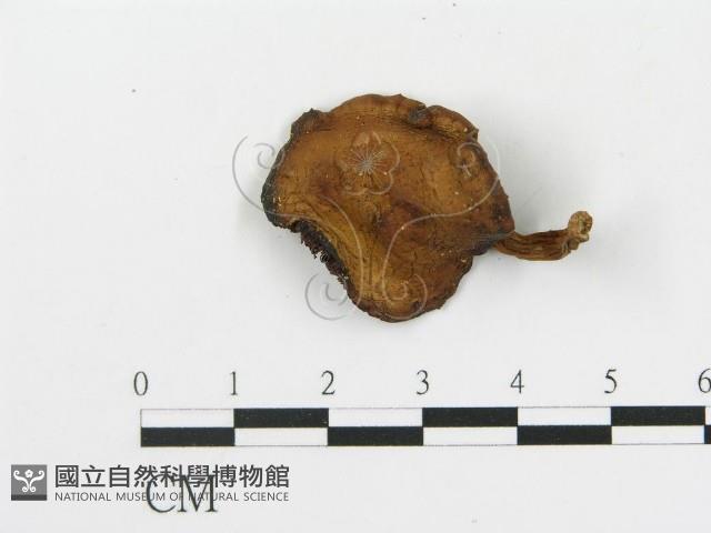 傘菌屬藏品圖，第1張