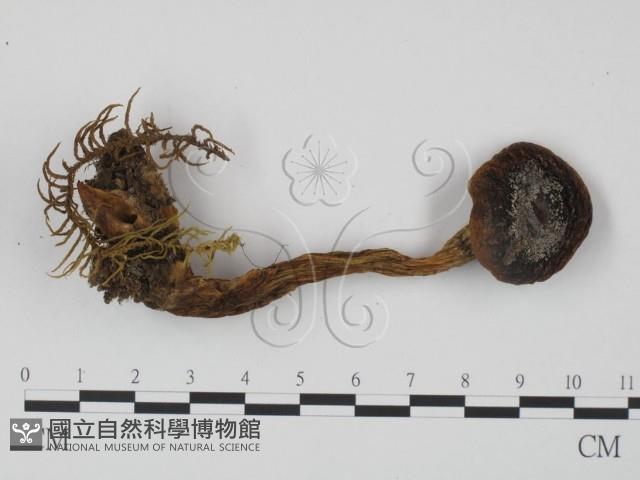 登錄號:F0021996藏品圖，第1張