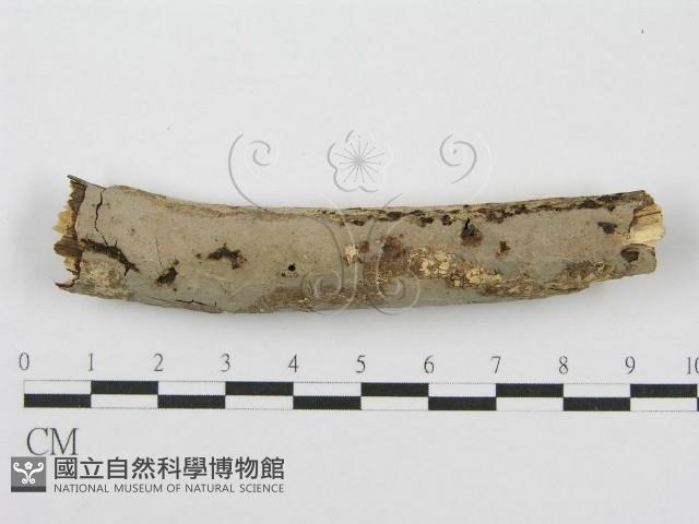 筍殼菌屬藏品圖，第1張