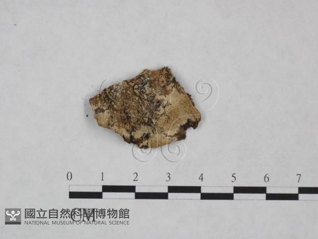 登錄號:F0024996藏品圖，第1張