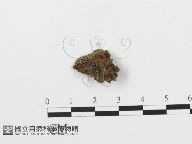 登錄號:F0004996藏品圖，第1張