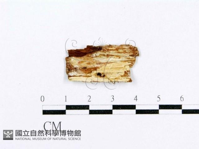 射脈菌屬藏品圖，第1張