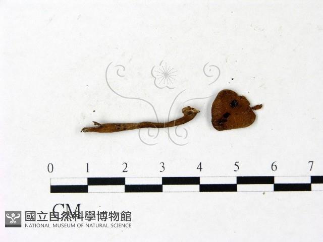 登錄號:F0022996藏品圖，第1張