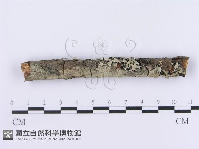 登錄號:F0002996藏品圖，第1張