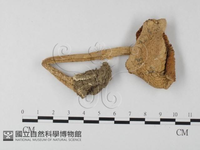 登錄號:F0012996藏品圖，第3張