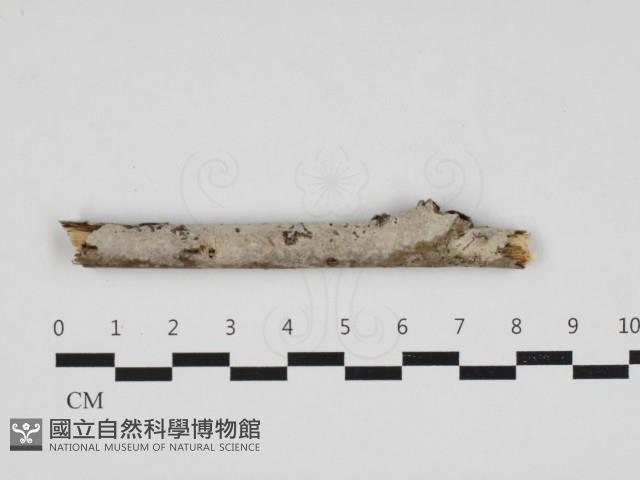 絲皮菌屬藏品圖，第1張