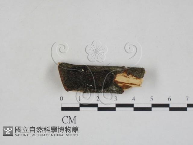 登錄號:F0027996藏品圖，第1張