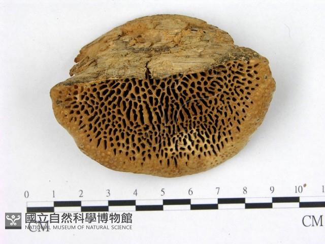 登錄號:F0005996藏品圖，第1張