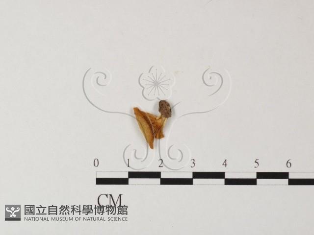 登錄號:F0015996藏品圖，第1張