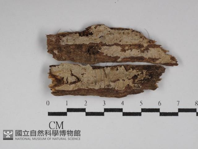 登錄號:F0029996藏品圖，第1張