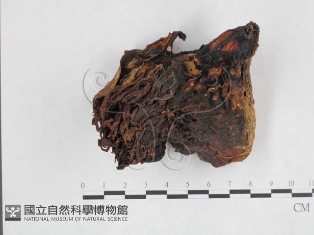 登錄號:F0009996藏品圖，第1張