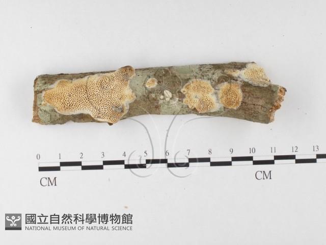 薄孔菌屬藏品圖，第1張