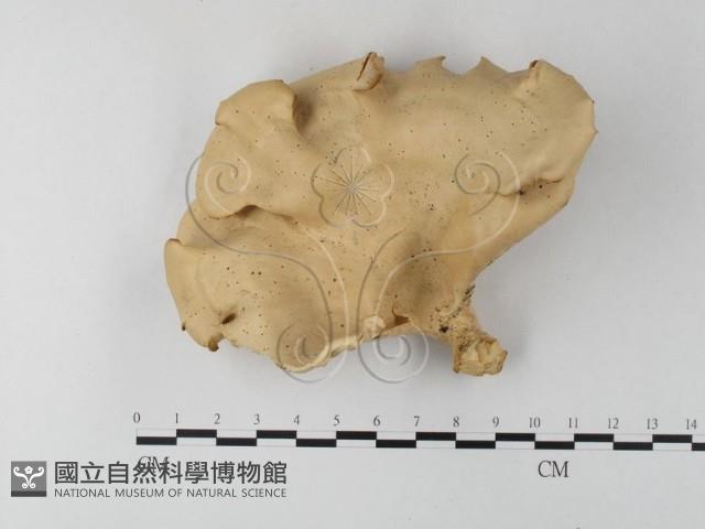 多孔菌屬藏品圖，第1張