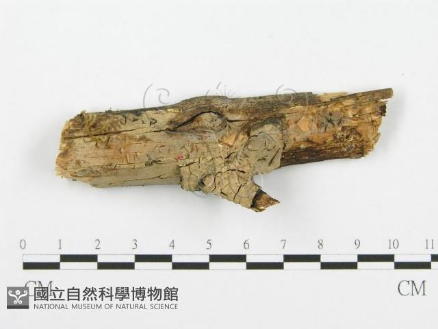 登錄號:F0003996藏品圖，第1張