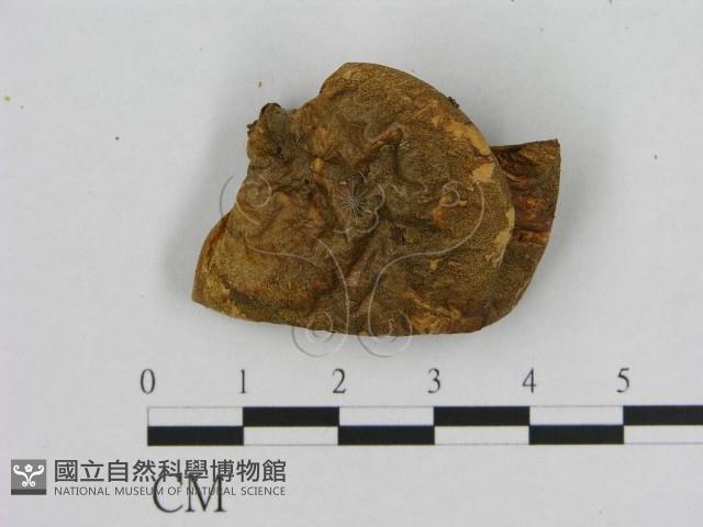 登錄號:F0013996藏品圖，第1張