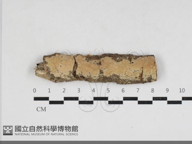 卵孢木齒菌藏品圖，第1張