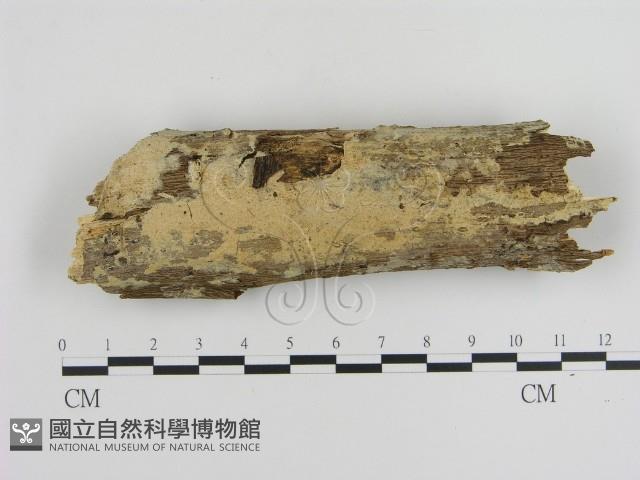 登錄號:F0008696藏品圖，第1張
