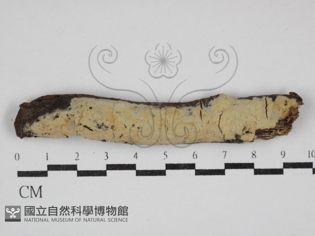 登錄號:F0030696藏品圖，第1張