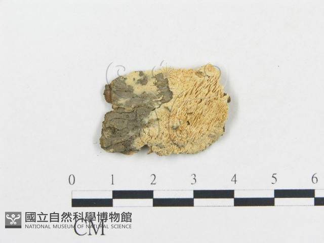 登錄號:F0006696藏品圖，第1張