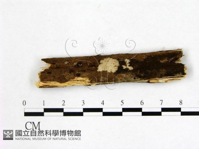 登錄號:F0021696藏品圖，第1張