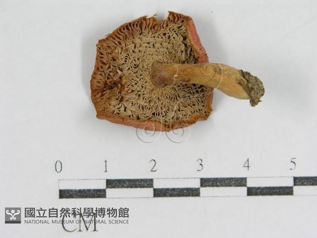登錄號:F0001696藏品圖，第1張