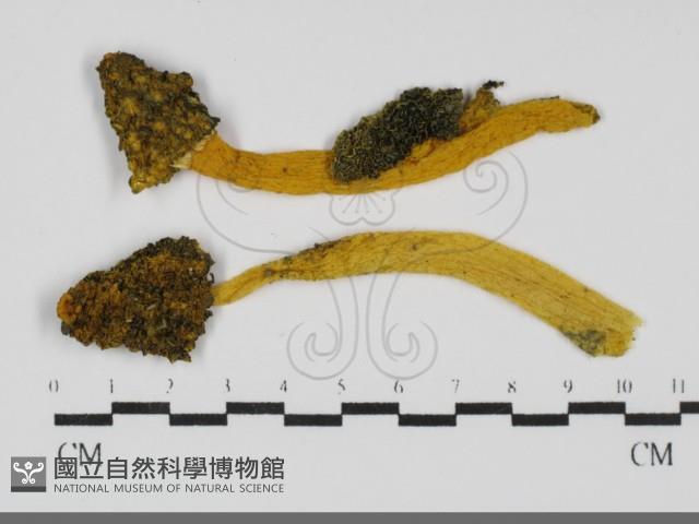 登錄號:F0031696藏品圖，第1張