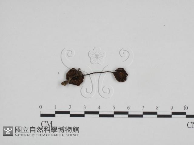 登錄號:F0024696藏品圖，第1張