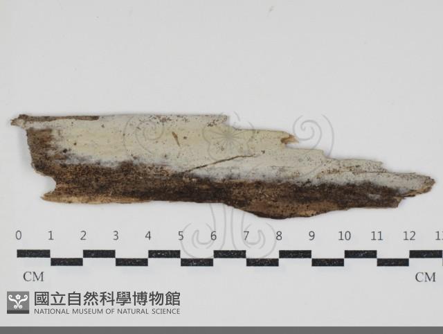 登錄號:F0034696藏品圖，第1張