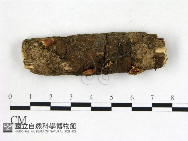 登錄號:F0022696藏品圖，第1張