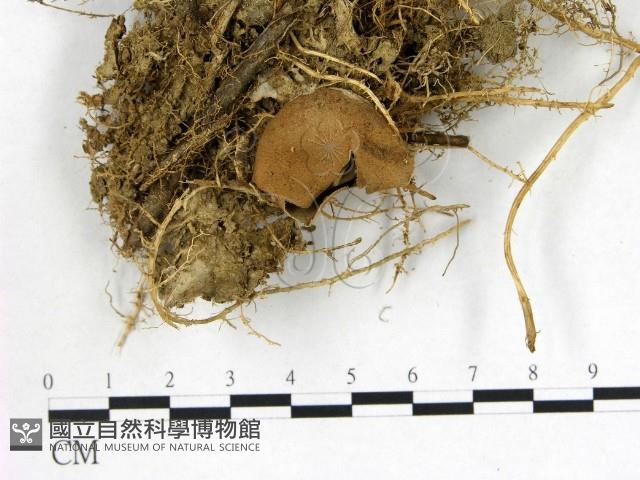 地星屬藏品圖，第1張