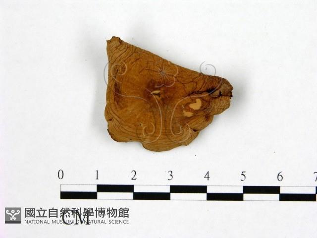 登錄號:F0012696藏品圖，第1張