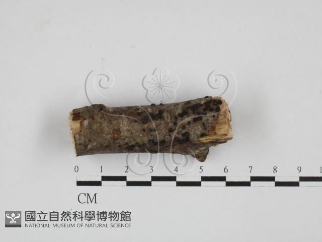 登錄號:F0027696藏品圖，第1張