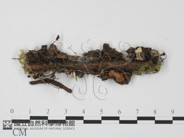 登錄號:F0007696藏品圖，第1張