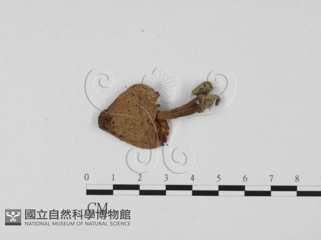 登錄號:F0025696藏品圖，第3張