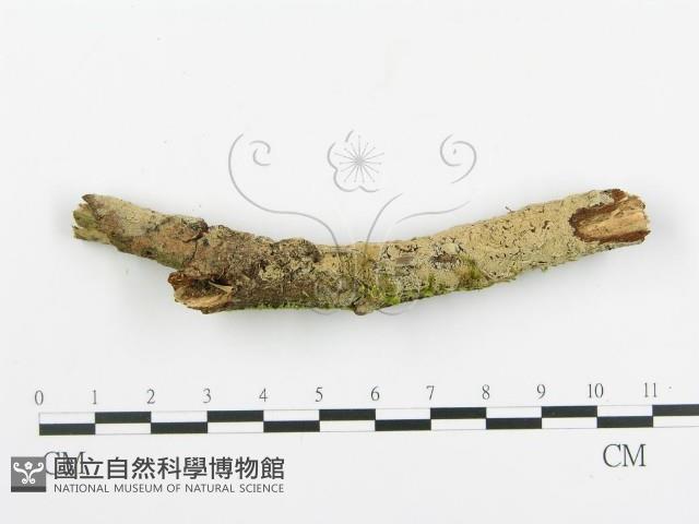 登錄號:F0015696藏品圖，第1張