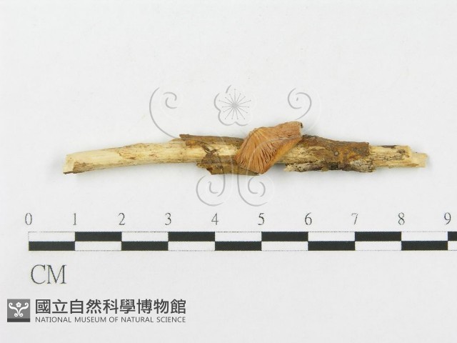 側耳屬藏品圖，第1張