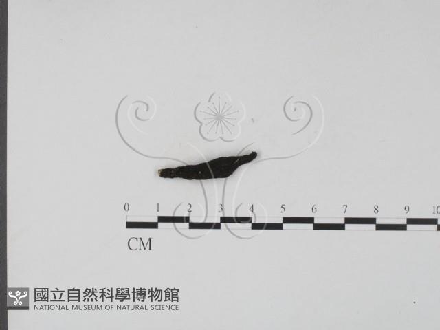 登錄號:F0019696藏品圖，第1張