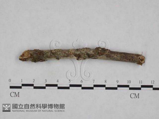 登錄號:F0023696藏品圖，第1張