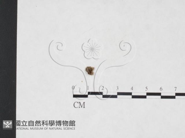 登錄號:F0003696藏品圖，第1張