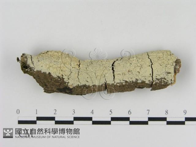 登錄號:F0013696藏品圖，第1張