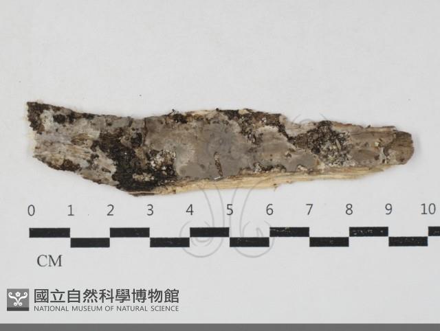 筍殼菌屬藏品圖，第1張