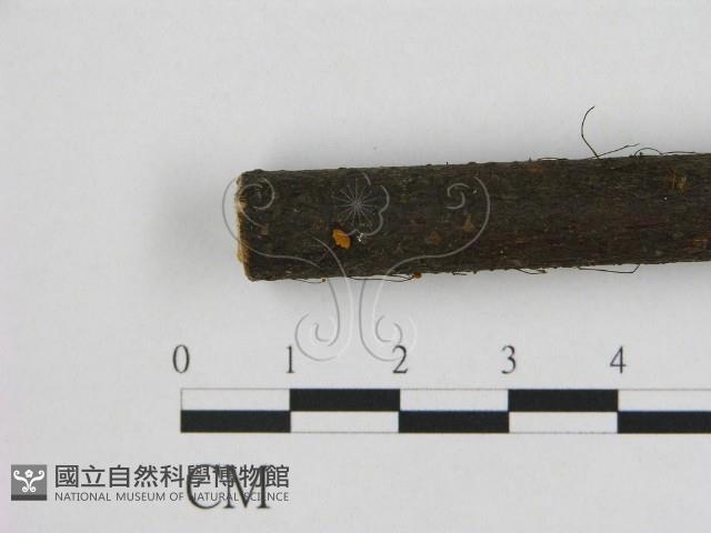 登錄號:F0008496藏品圖，第1張