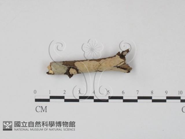 登錄號:F0010496藏品圖，第1張