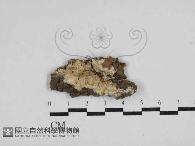 登錄號:F0030496藏品圖，第1張