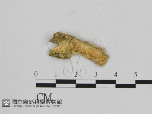 登錄號:F0006496藏品圖，第1張